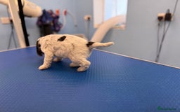 Cocker Spaniel dogs for sale: Beautiful kc registered show cocker spaniels - Image 14