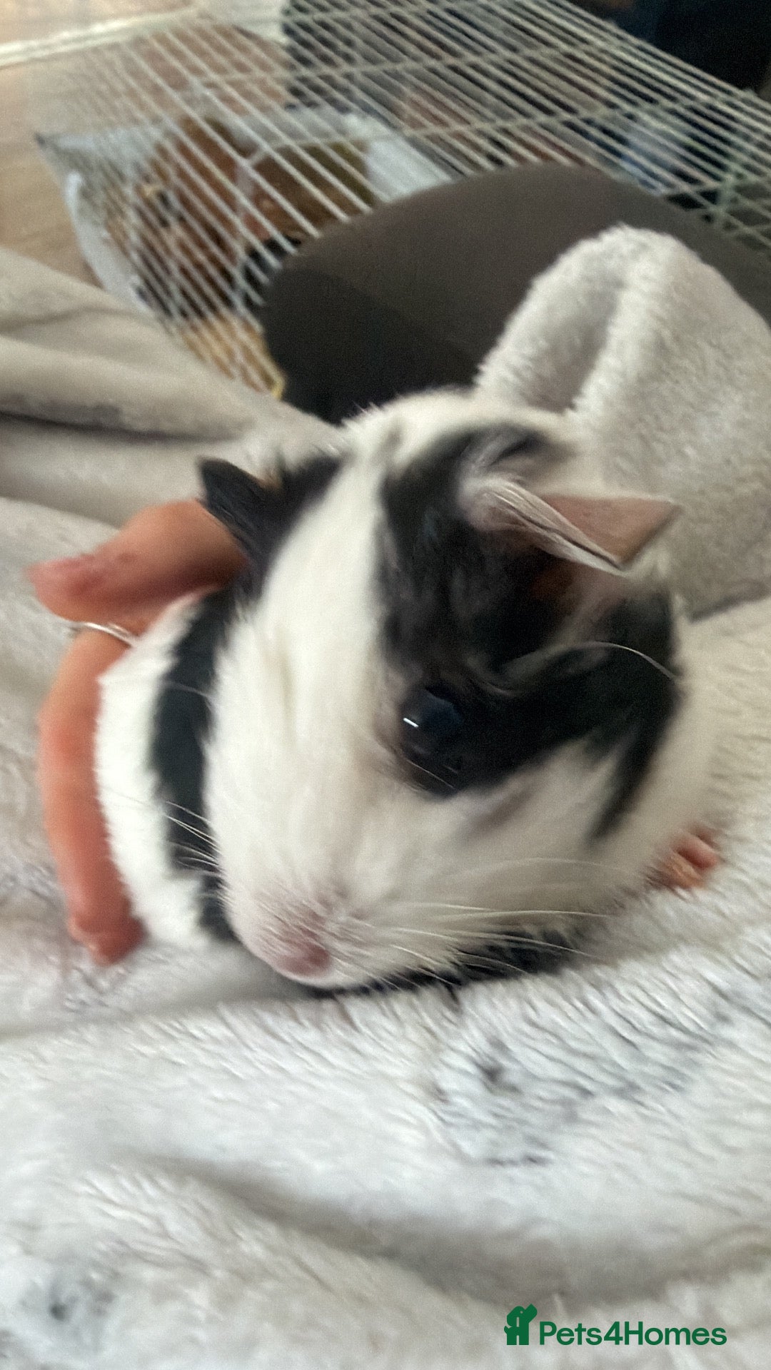 Guinea Pig rodents for sale: sole guinea pig  - Advert 2