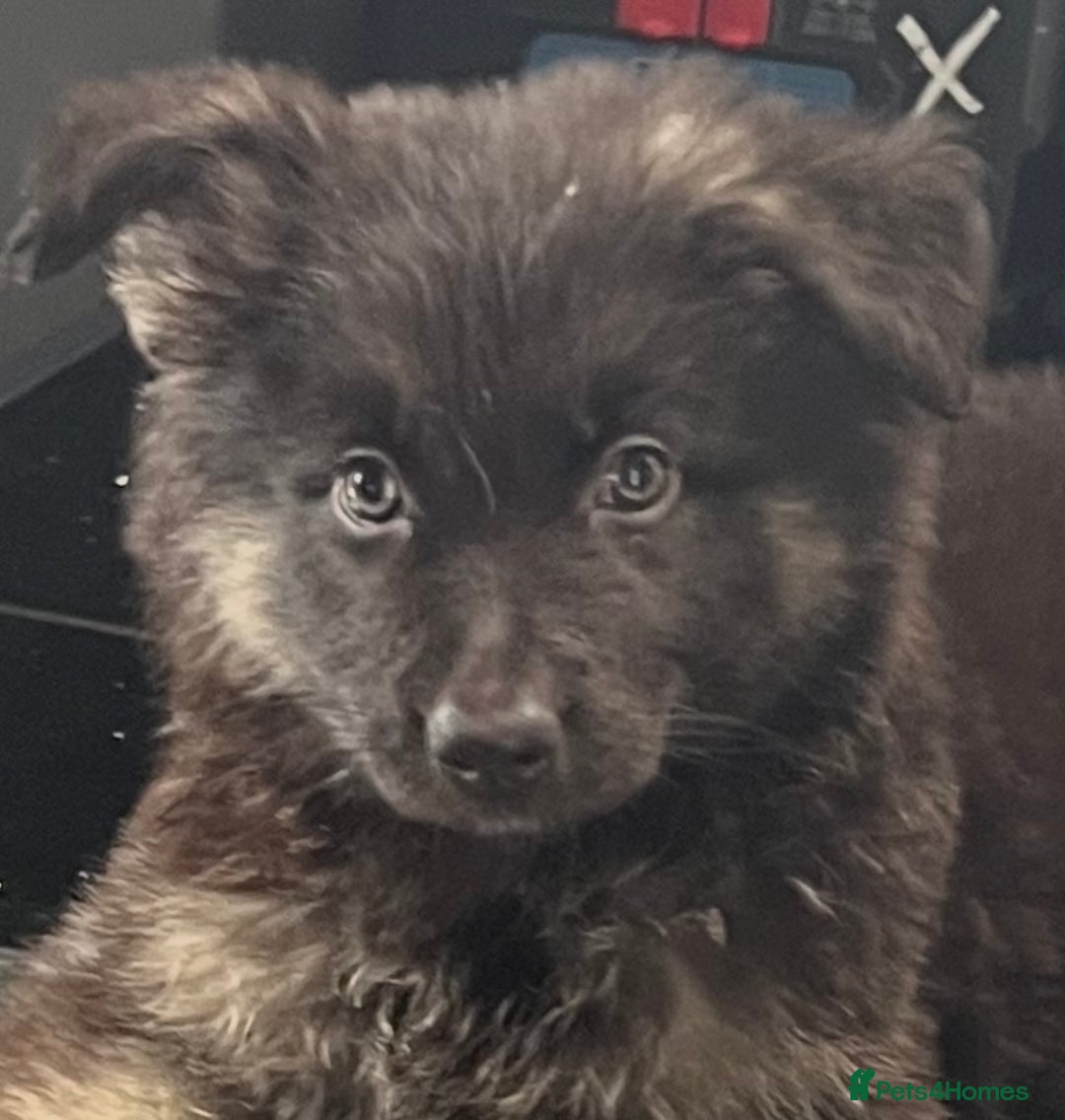German Shepherd dogs for sale: German shepherd pups silver sable black/tan black  - Image 6