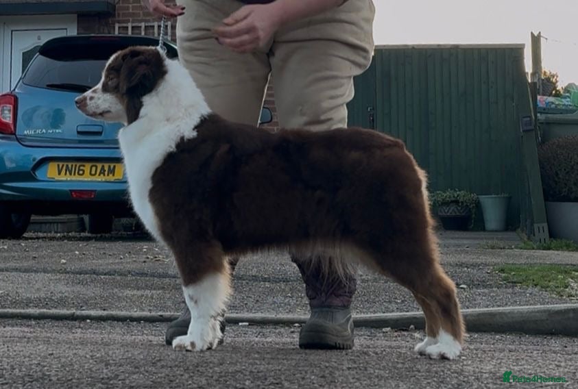 Miniature American Shepherd dogs Very exciting litter expected Mini American puppie - Advert 4