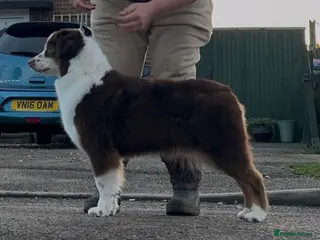 Miniature American Shepherd dogs Very exciting litter expected Mini American puppie - Advert 16