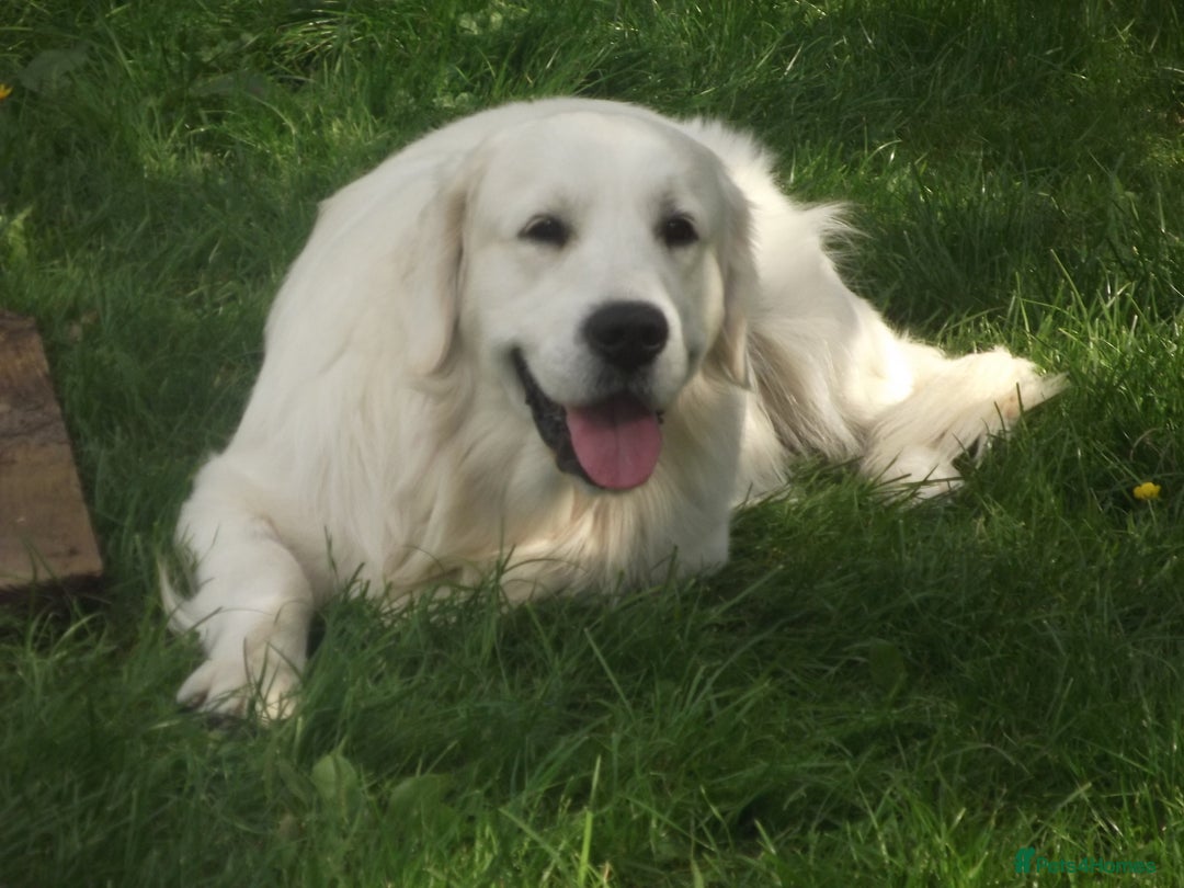 Golden Retriever dogs for stud: CHAMPION SIRED STUD DOG - Image 4