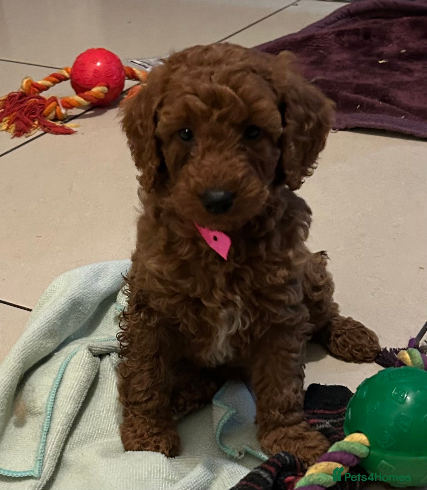 Cockapoo dogs F1b Fox Red Cockapoos Puppies - Advert 1