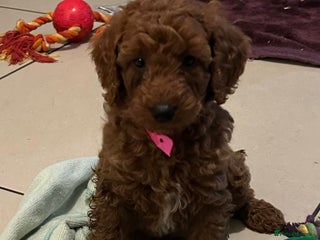 Cockapoo dogs F1b Fox Red Cockapoos Puppies - Advert 6