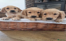 Golden Retriever dogs for sale: 🧡 dark red working Golden Retriever puppies 🧡 - Image 5