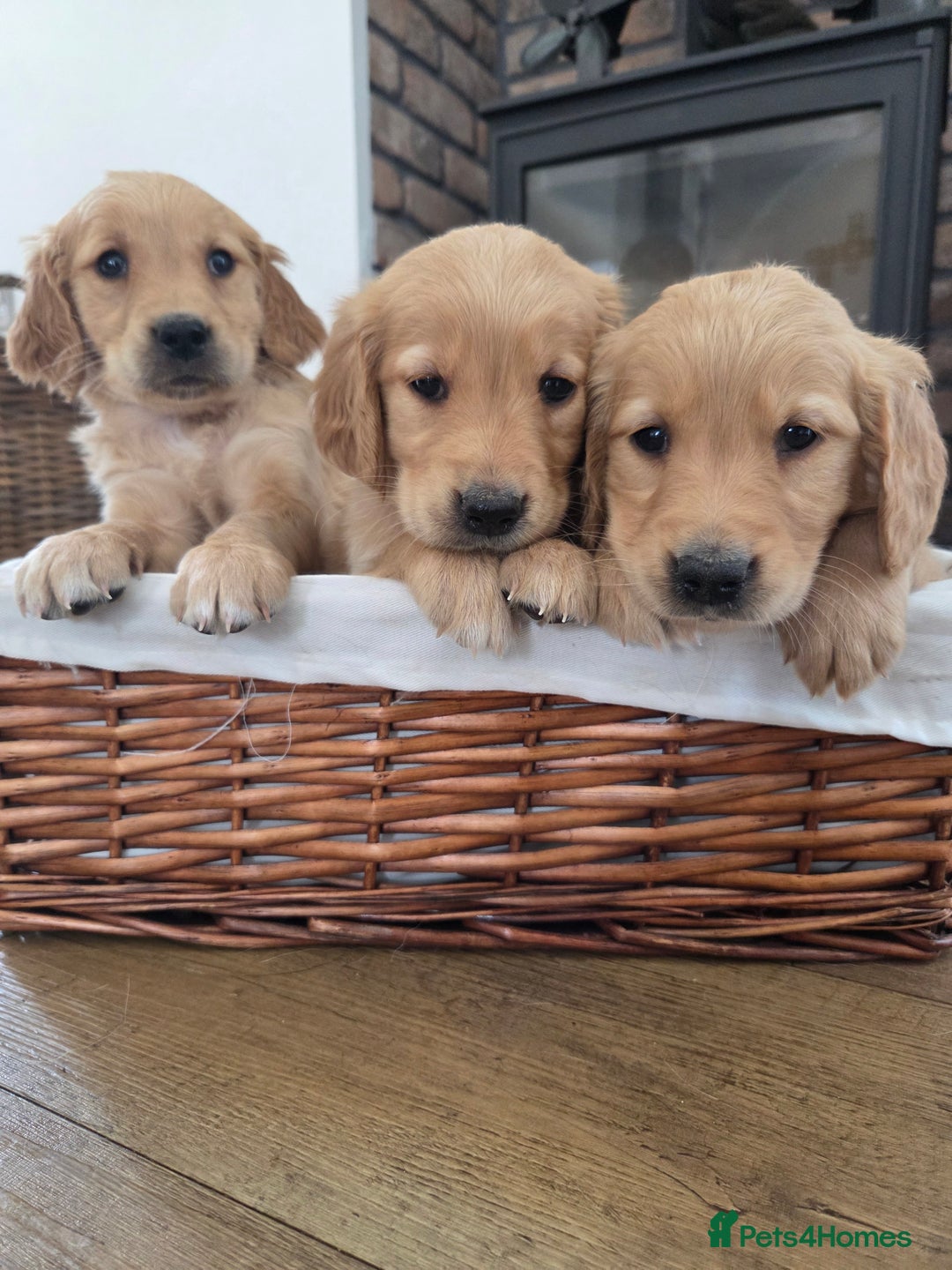 Golden Retriever dogs for sale: 🧡 dark red working Golden Retriever puppies 🧡 - Image 5