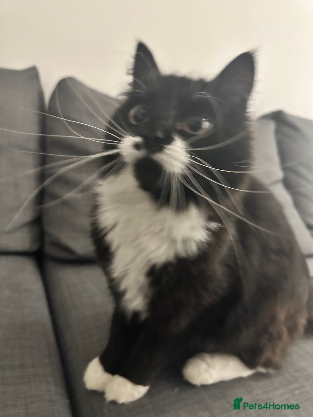 Turkish Angora cats for sale: URGENT🚨 2 Brothers looking for a loving home!! - Image 5