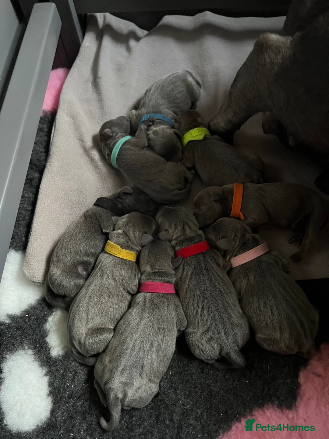 Staffordshire Bull Terrier dogs for sale: Blue Staffordshire bull terrier  - Advert 2