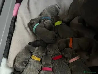 Staffordshire Bull Terrier dogs Blue Staffordshire bull terrier - Advert 4