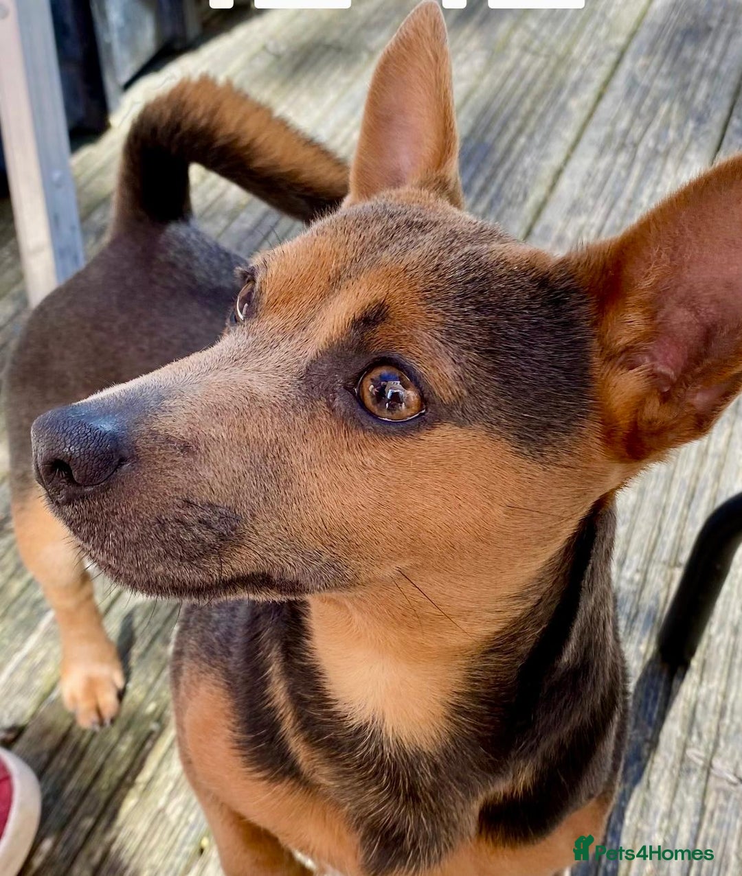 Jack Russell dogs for sale: Miniature Jack Russel Pups for sale - Advert 25