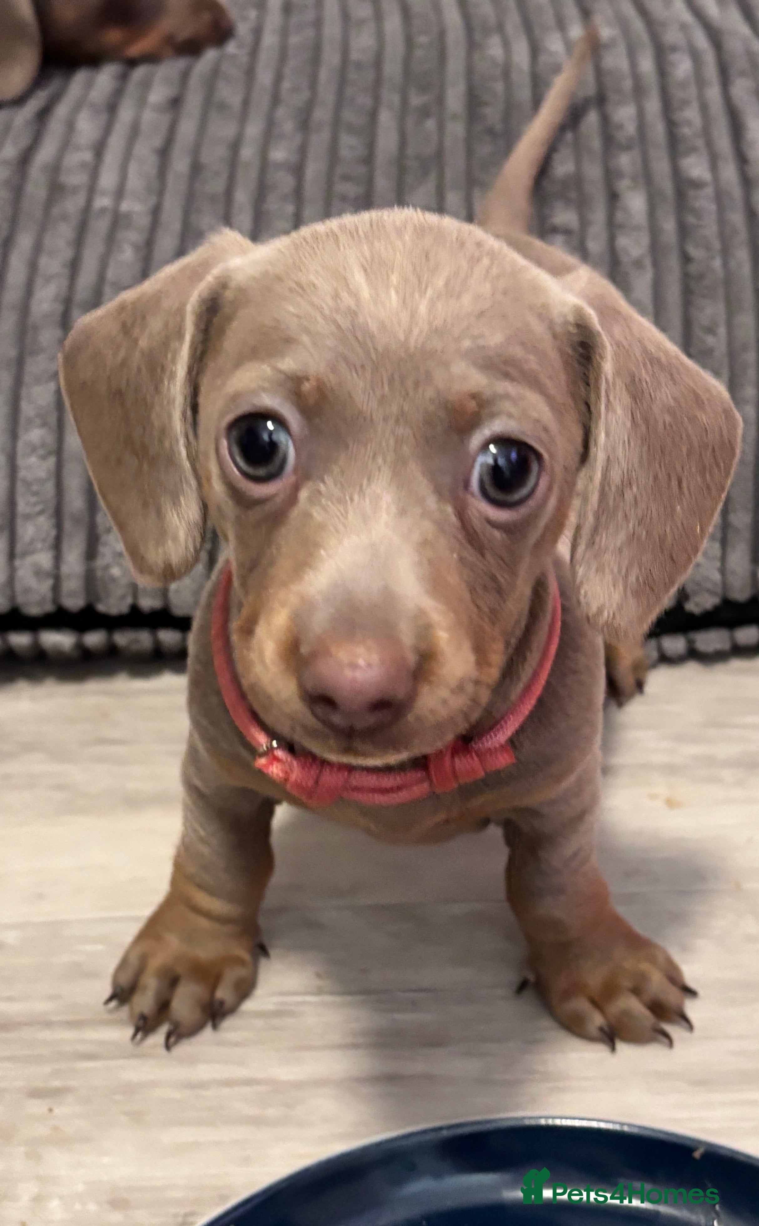 Miniature Dachshund dogs Miniature Dachshunds Smooth Haired KC Registered. - Advert 2