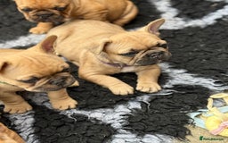 French Bulldog dogs for sale: KC HEALTH TESTED STANDARD FRENCH BULLDOG PUPS - Image 16
