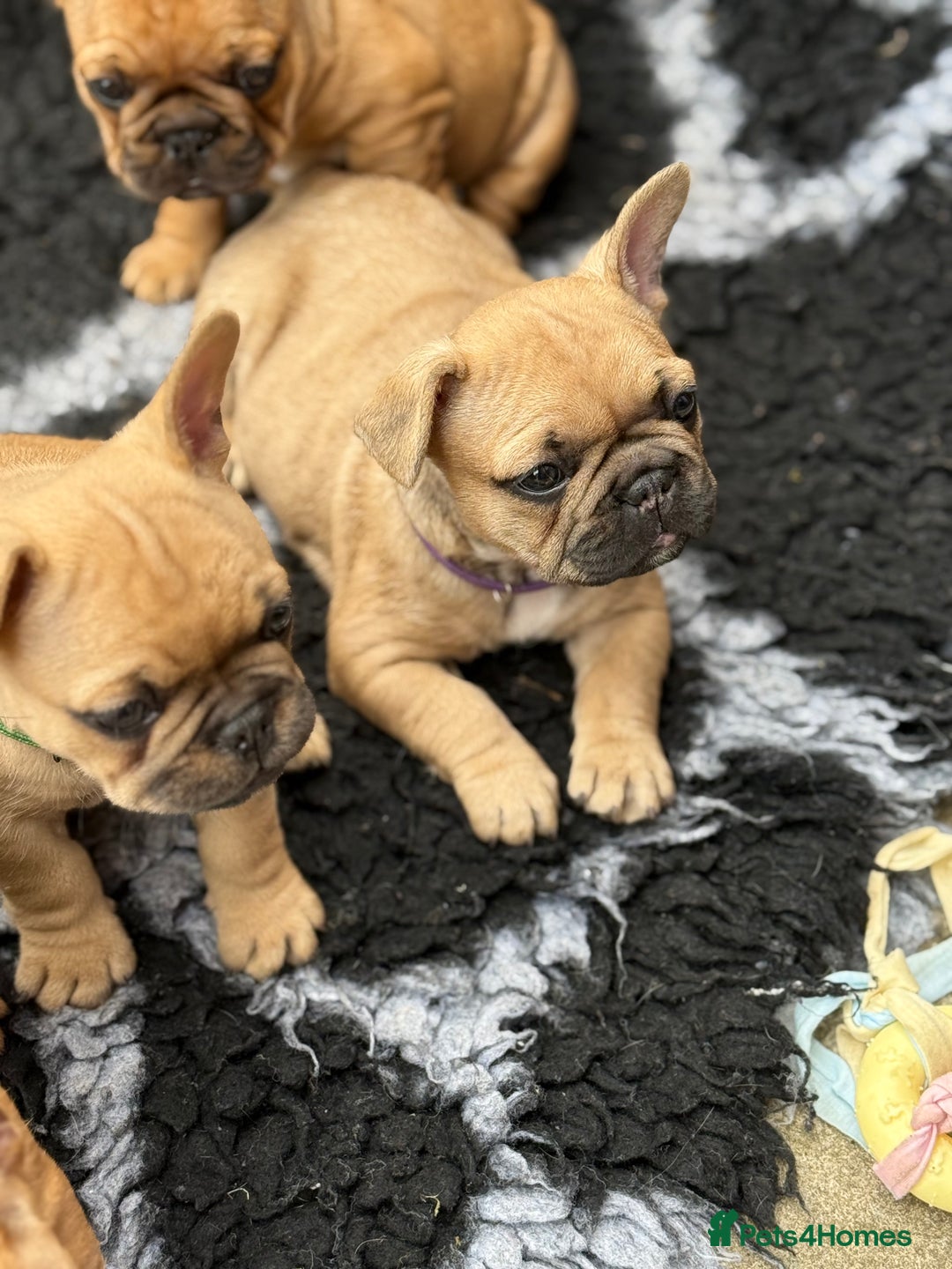 French Bulldog dogs for sale: KC HEALTH TESTED STANDARD FRENCH BULLDOG PUPS - Image 16