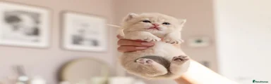 British Shorthair 8 - white