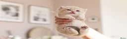 British Shorthair cats for sale: Golden Blue and Golden BSH kittens - Advert 22