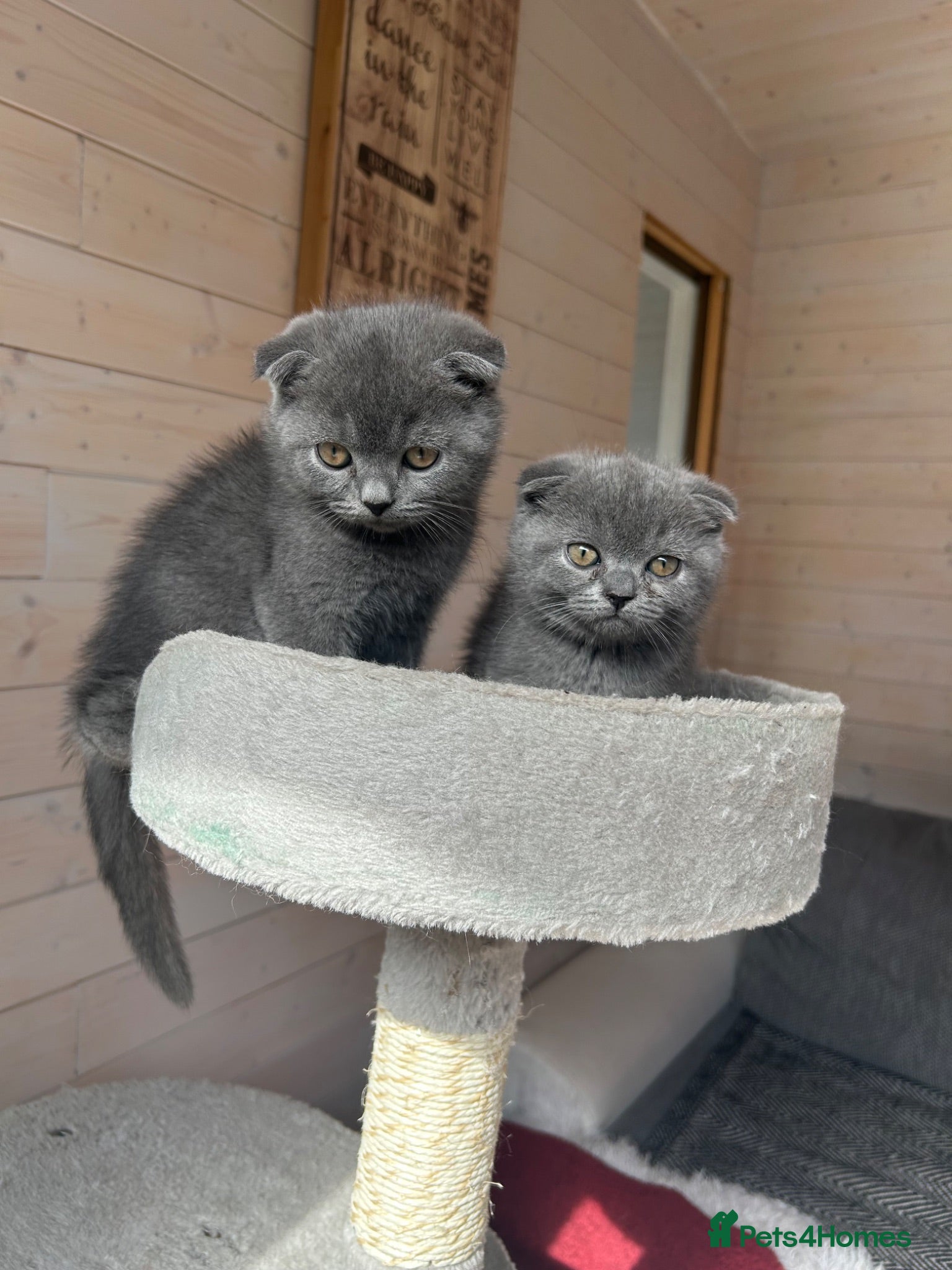 Scottish Fold cats Ready to go now! 🤍Two boys left❣️ ❤️ - Advert 4