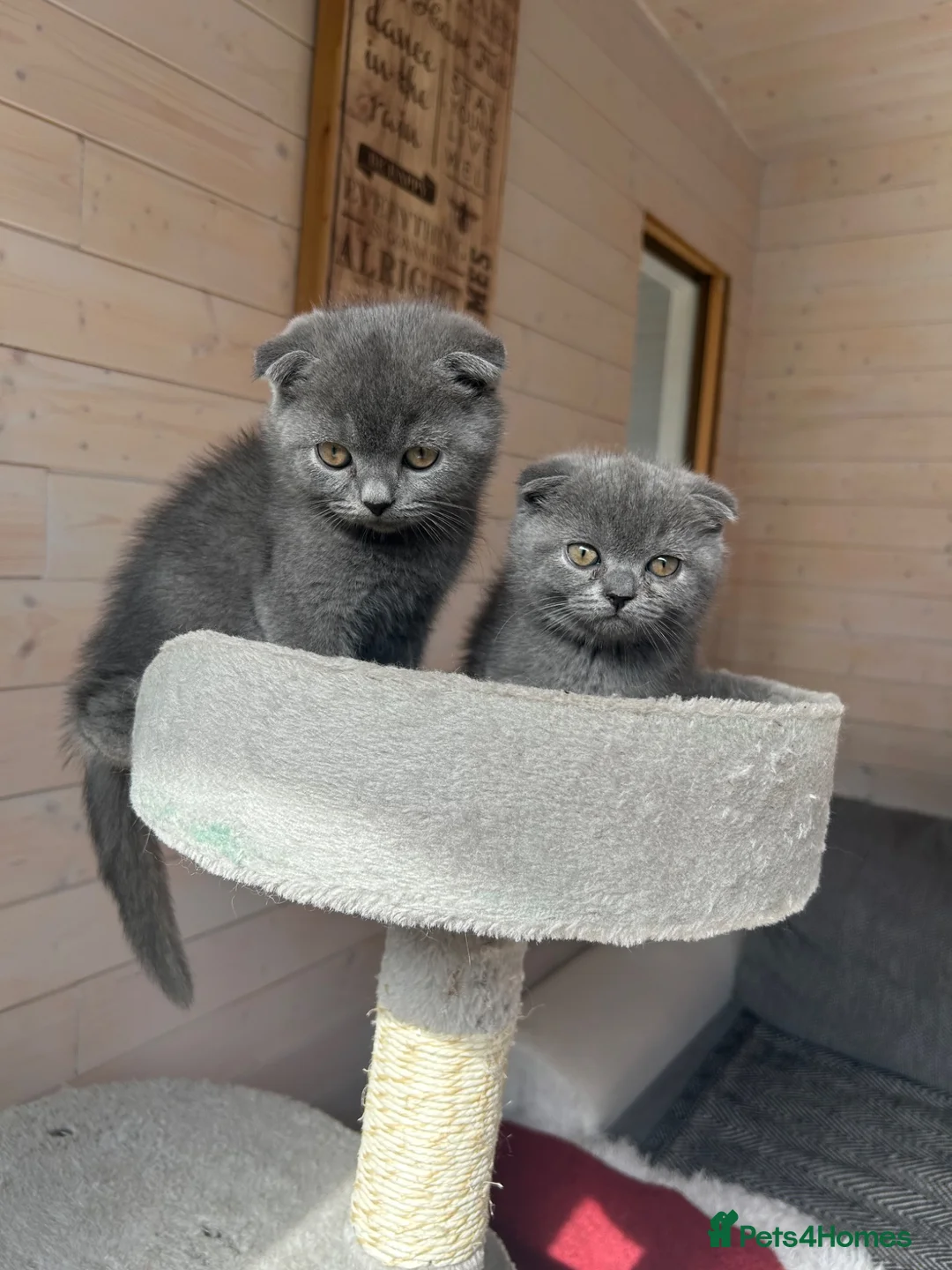 Scottish Fold cats for sale: Only Scottish fold girl left ❣️ - Advert 2