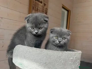 Scottish Fold cats Ready to go now! 🤍Two boys left❣️ ❤️ - Advert 4