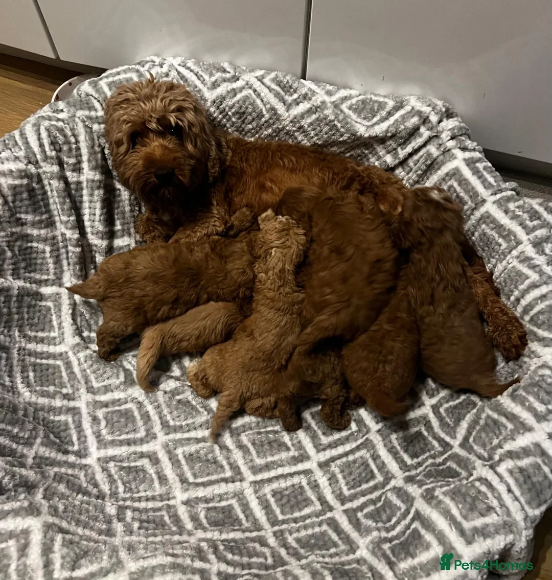 Cockapoo dogs for sale: F1b cockerpoos for sale - Advert 2