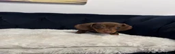 Miniature Dachshund dogs for sale: REDUCED AND READY for their new homes! KC PUPPIES! - Advert 16