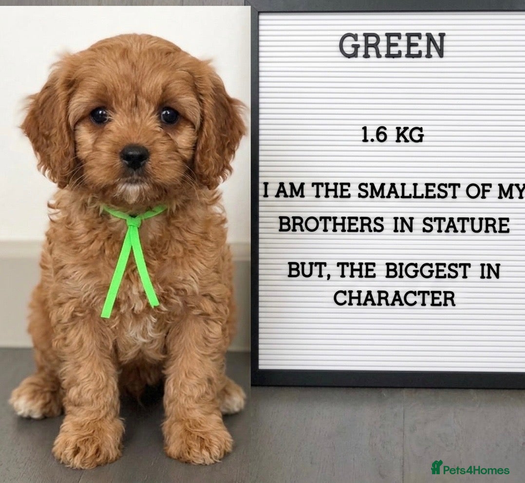 Cavapoo dogs Pedigree Cavapoo puppies health tested READY NOW - Advert 2