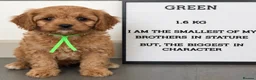 Cavapoo dogs for sale: Pedigree Cavapoo puppies health tested READY NOW - Advert 2