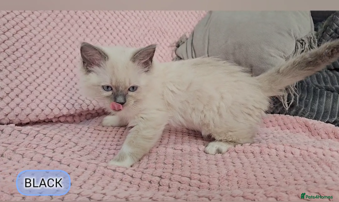 Ragdoll cats for sale: Ragdoll kittens boys Blue point Mitted - Advert 7