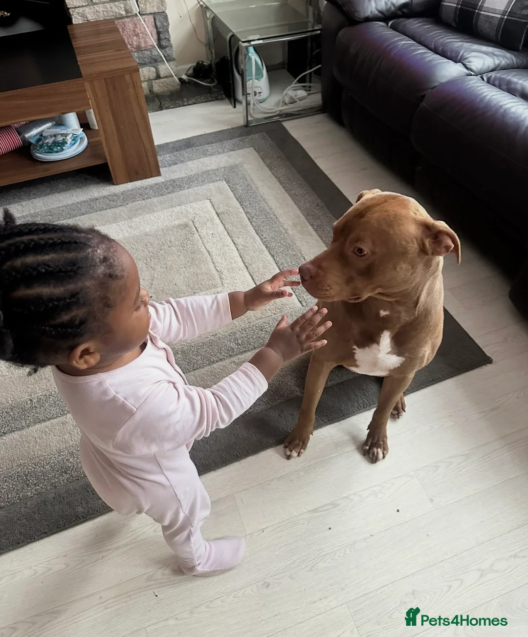 Mixed Breed dogs for sale: STAFFORDSHIRE X AMERICAN BULLY DOG 3YO URGENT - Advert 16