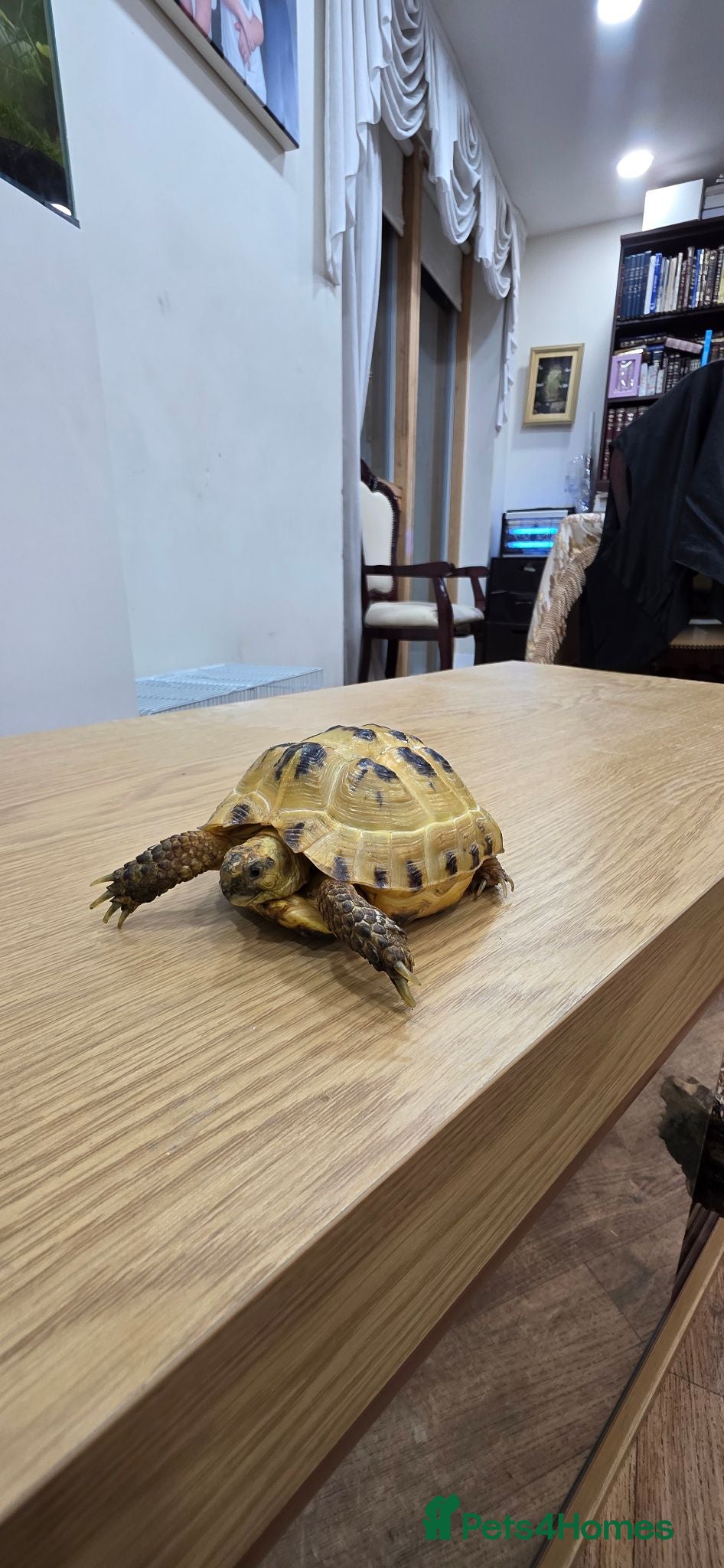 Tortoise reptiles Herman tortoise for sale with full enclosure  - Advert 16