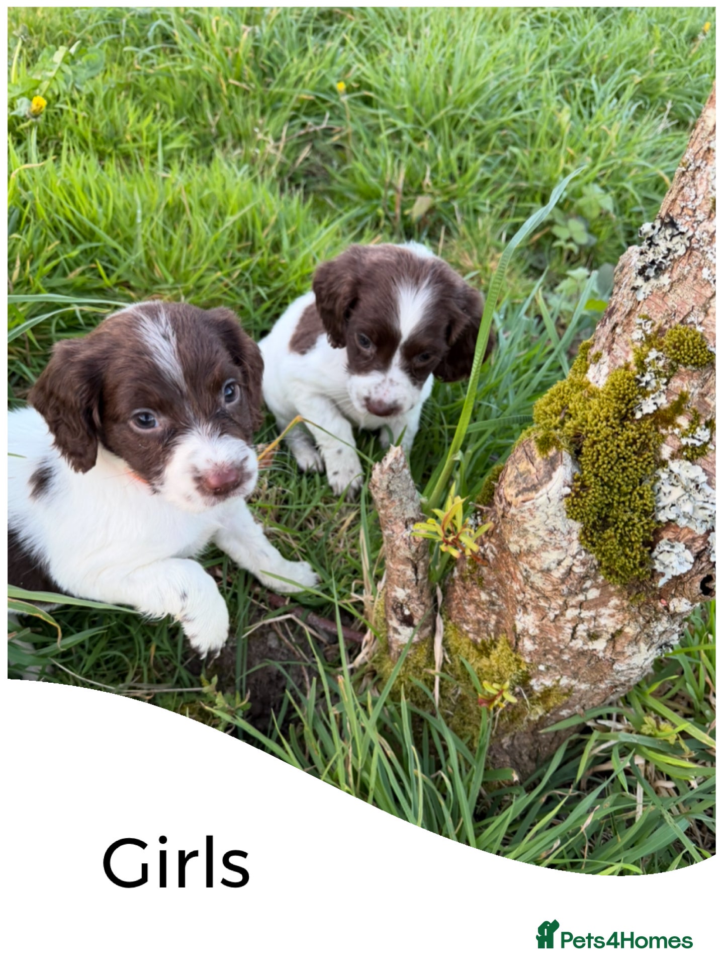 English Springer Spaniel dogs KC Registered English Springer Spaniel Pups - Advert 2