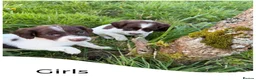 English Springer Spaniel dogs for sale: KC Registered English Springer Spaniel Pups - Advert 27