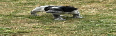 Cocker Spaniel 2