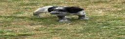 Cocker Spaniel dogs for sale: Spaniel pups  - Advert 6
