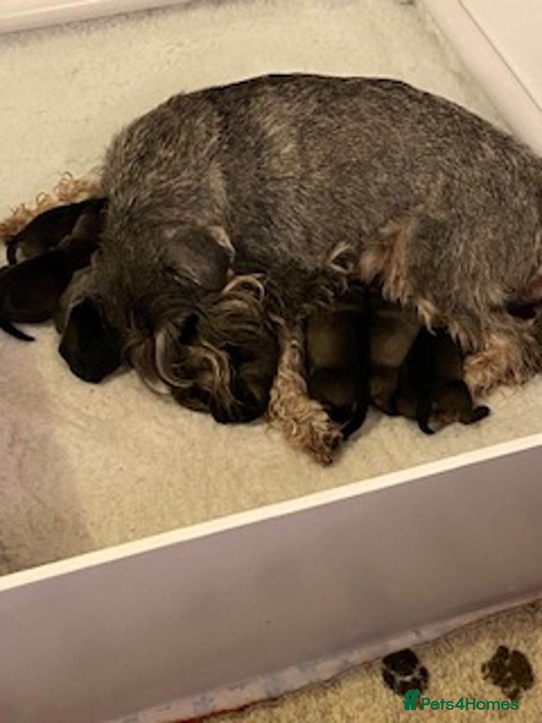 Schnauzer dogs for sale: Kennel Club registered puppies  - Advert 3