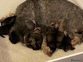 Schnauzer dogs Kennel Club registered puppies - Advert 15