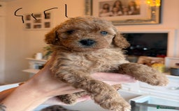 Poochon dogs for sale: Beautiful poochon puppies - Image 6