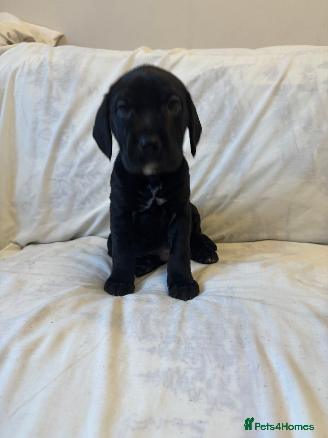 Mixed Breed dogs for sale: Mixed bread cavapoo-staff/sharpie - Advert 8