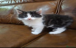 Turkish Angora cats for sale: Beautiful Turkish Angora cross kittens - Image 11
