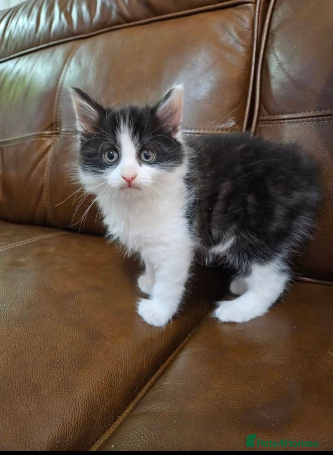 Turkish Angora cats for sale: Beautiful Turkish Angora cross kittens - Image 11
