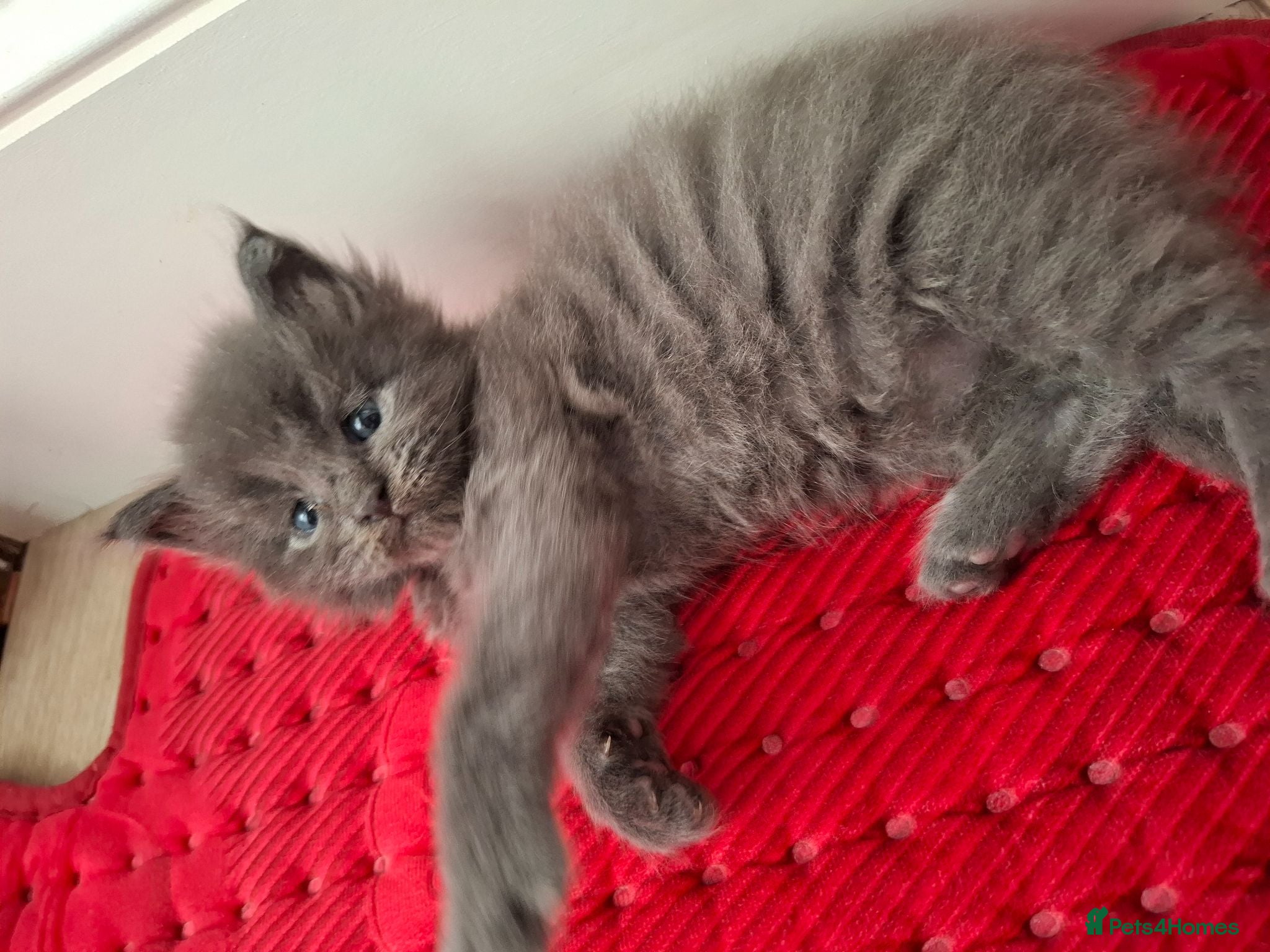 Maine Coon cats Tica registered Maine coon kittens - Advert 1