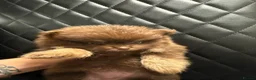 Pomeranian dogs for sale: Quality KC registered Pomeranian Female Puppies  - Advert 5