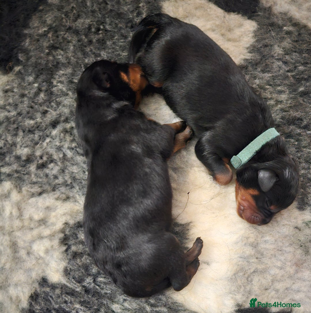 Rottweiler dogs for sale: KC Registered Rottweiler Puppies excellent lineage - Image 5