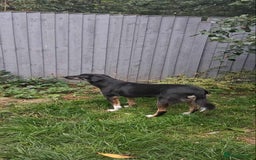 Mixed Breed dogs for adoption: CARA  - Image 8