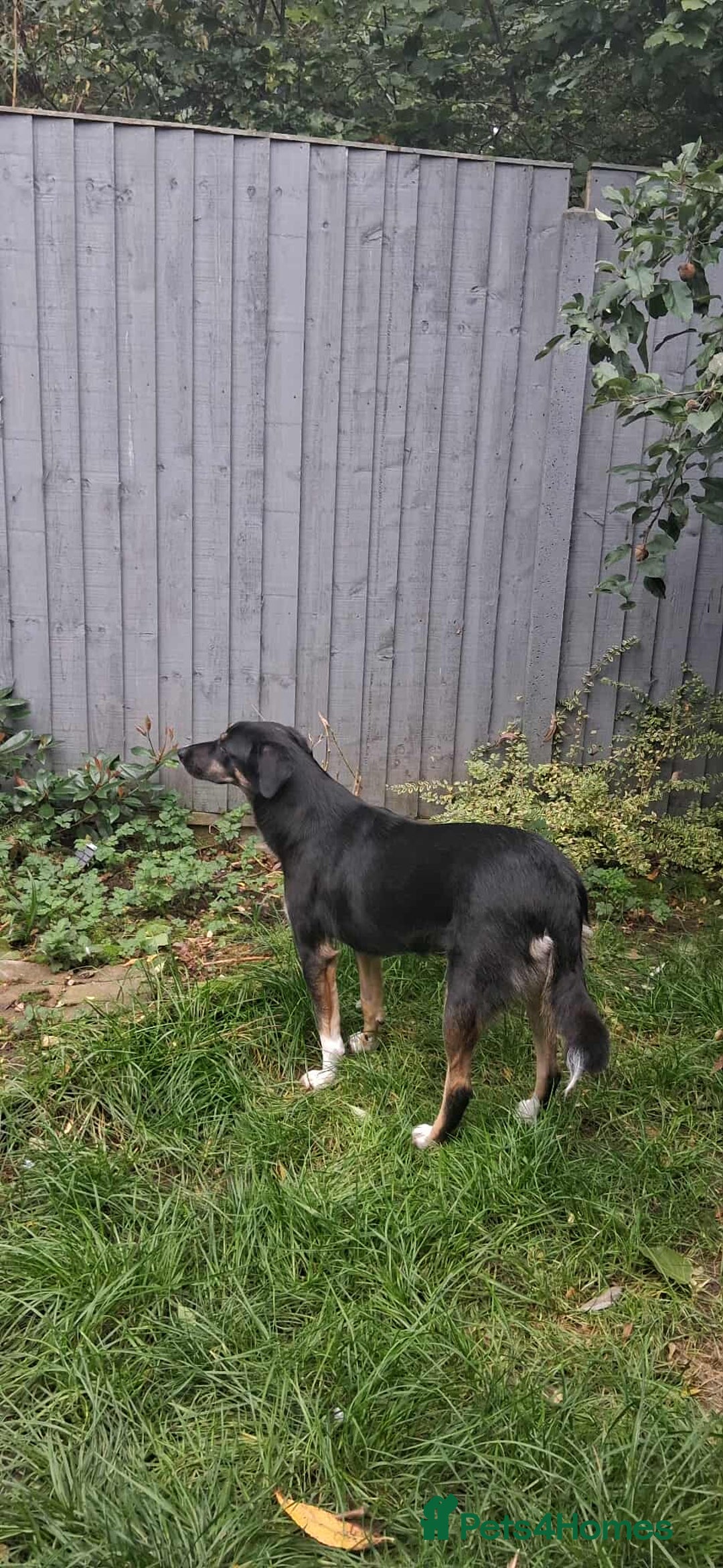 Mixed Breed dogs for adoption: CARA  - Image 8