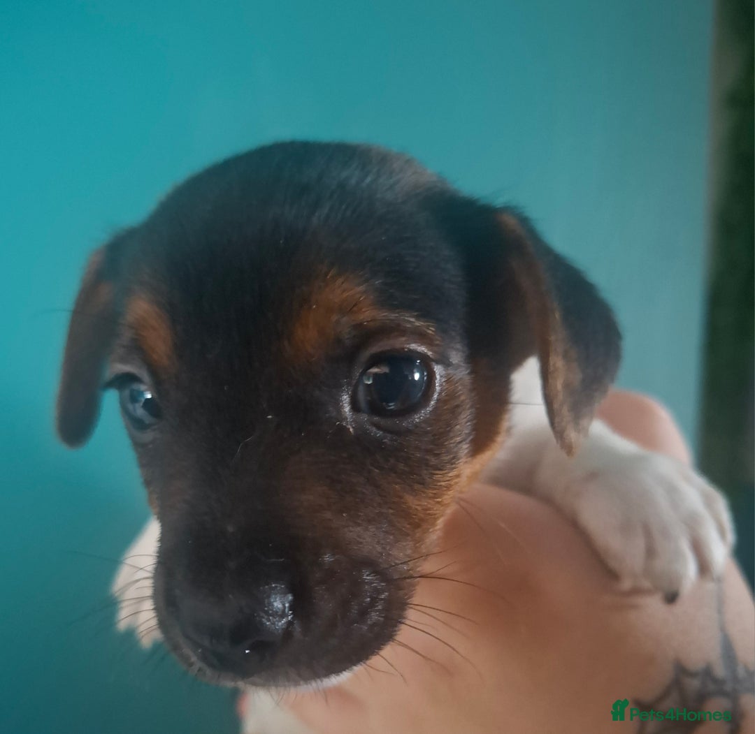 Jack Russell dogs for sale: Jack Russell pups - Image 11