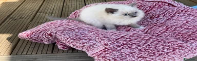 Ragdoll 3