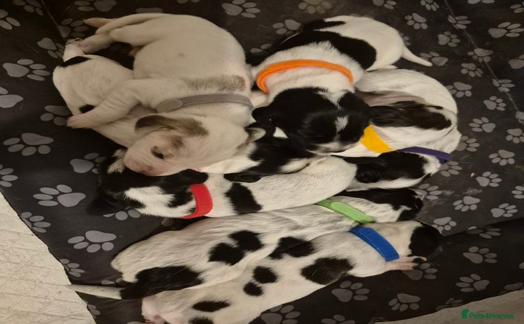 Mixed Breed dogs - Advert 2