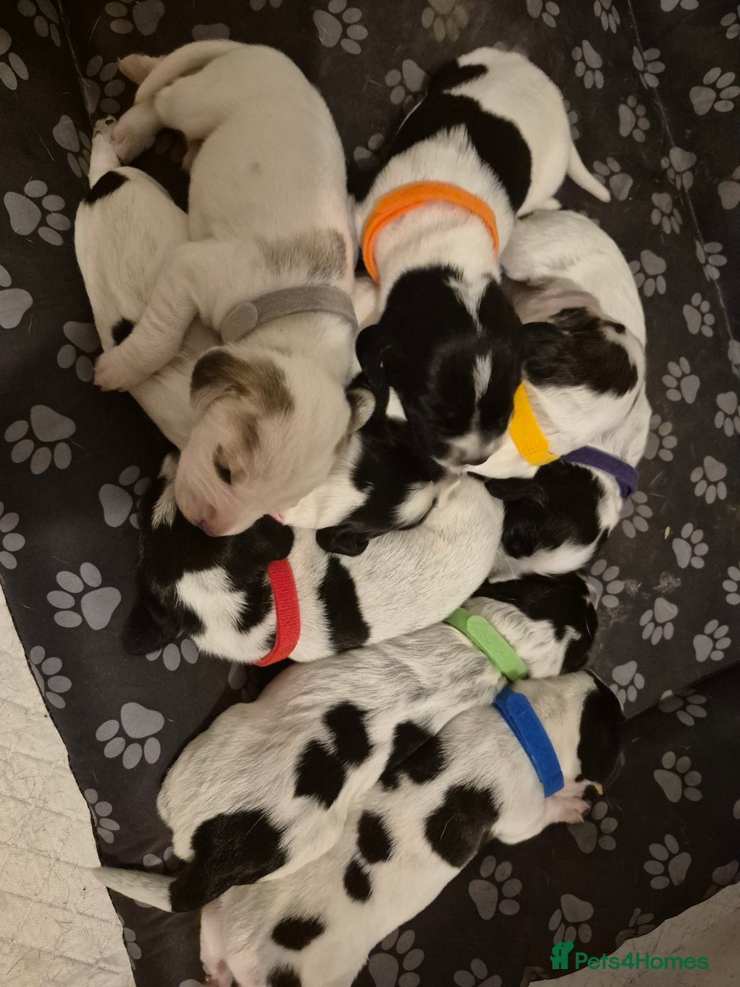 Mixed Breed dogs for sale: Cocker spaniel cross terrier mix  - Image 1
