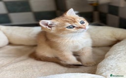 British Shorthair cats for sale: GCCF reg BSH Chocolate and Black Golden Kittens in London - Image 25