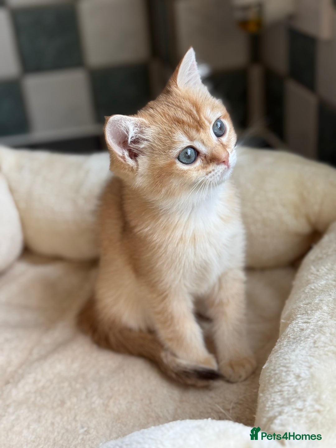 British Shorthair cats for sale: GCCF reg BSH Chocolate and Black Golden Kittens in London - Image 25